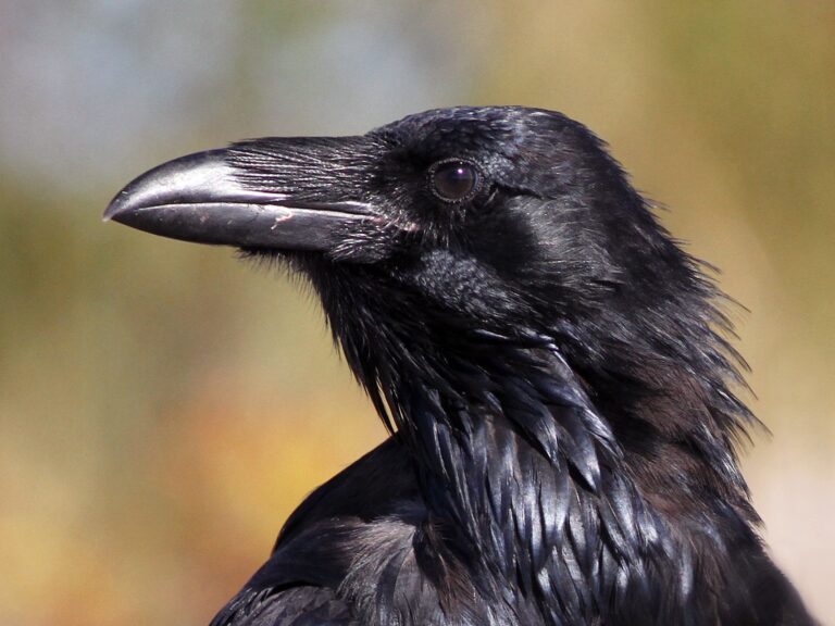 Common Raven