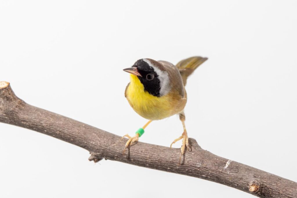 bird friendly coffee
