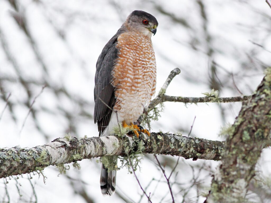 Eagle vs hawk