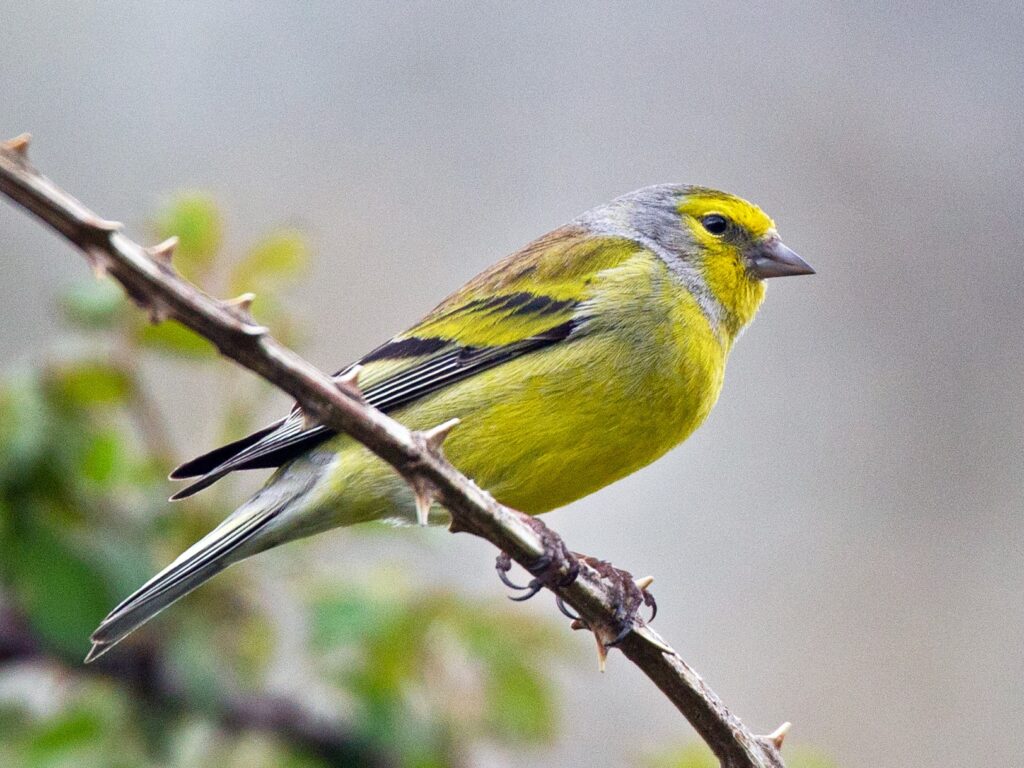 Corsican Finch