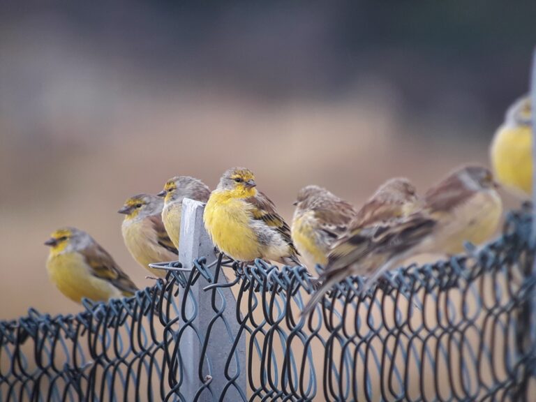 Corsican Finch
