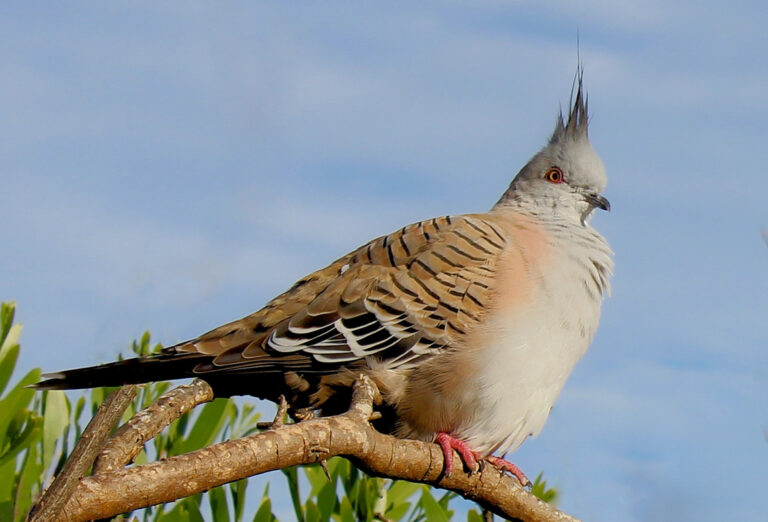 Crested Pigeon
