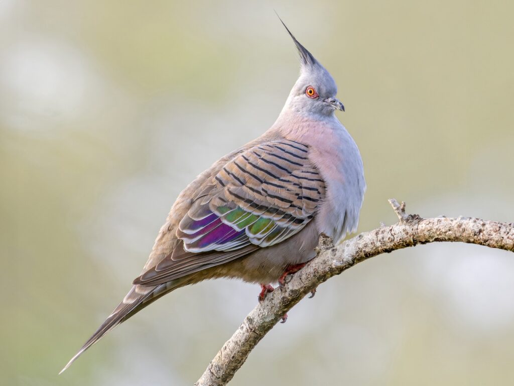 Crested Pigeon