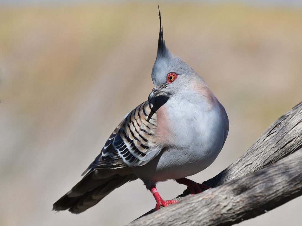 Crested Pigeon