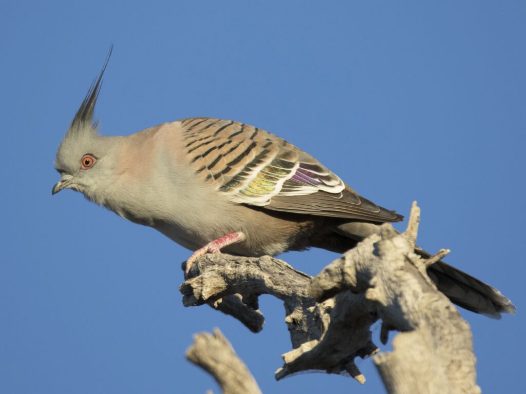 Crested Pigeon