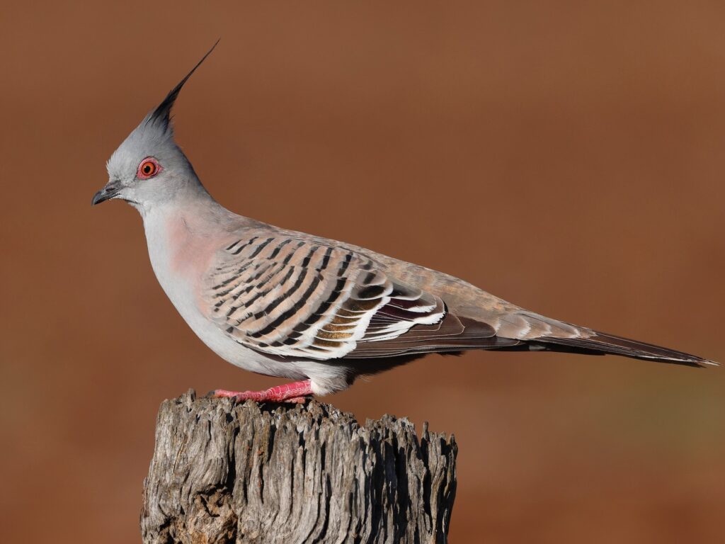 Crested Pigeon