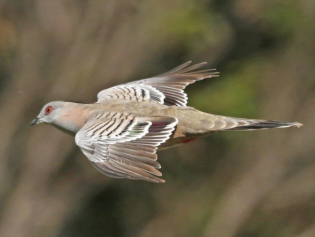 Crested Pigeon