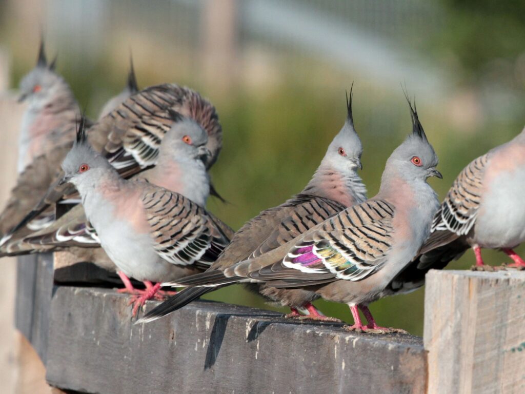 Crested Pigeon