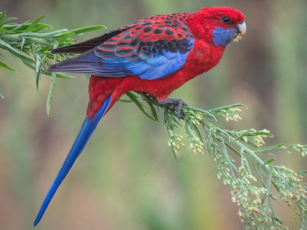 Crimson Rosella