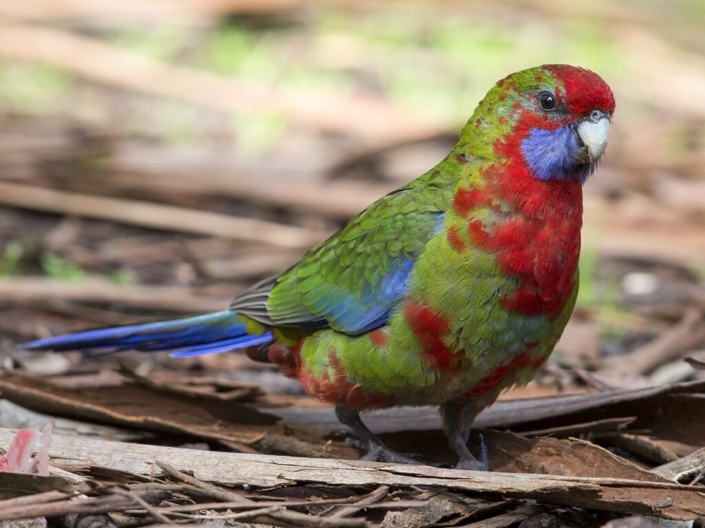 Crimson Rosella