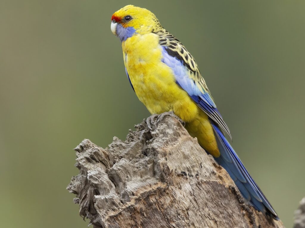 Crimson Rosella