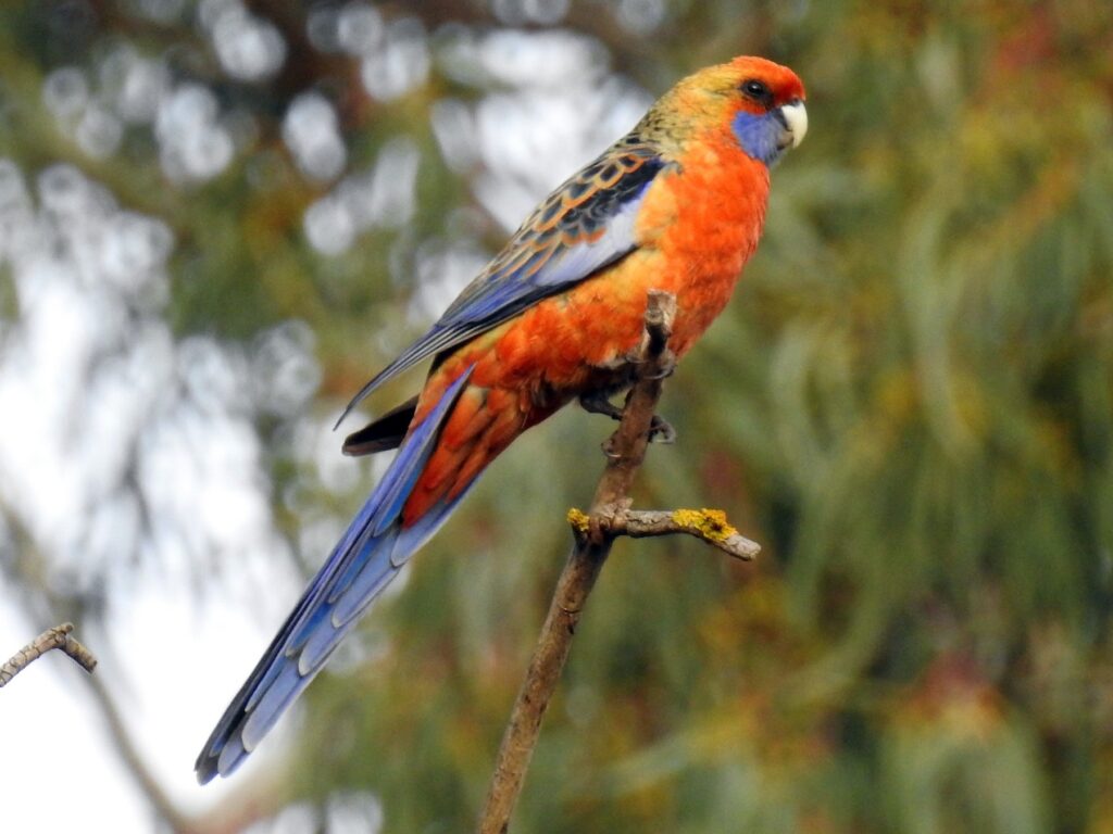 Crimson Rosella