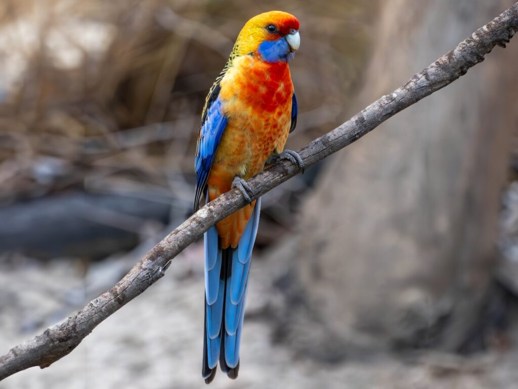 Crimson Rosella