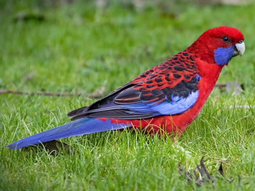 Crimson Rosella