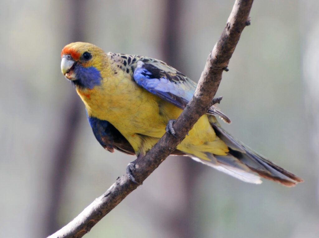 Crimson Rosella
