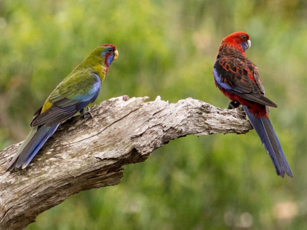 Crimson Rosella