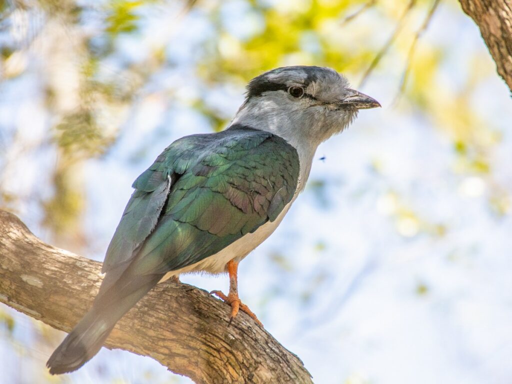 Cuckoo-roller