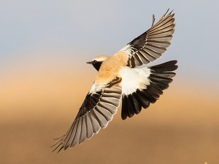 Desert Wheatear