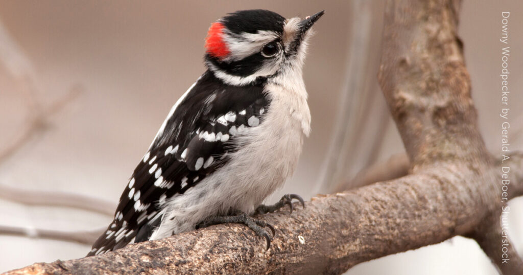 Downy Woodpecker