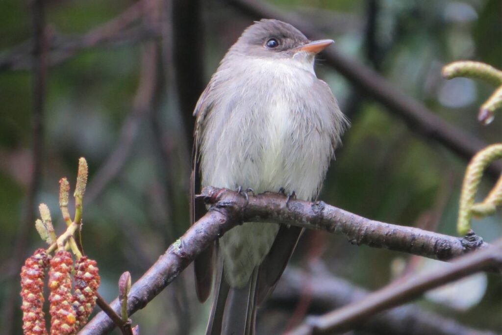 Eastern Wood Pewee