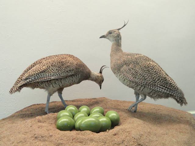 Elegant Crested Tinamou
