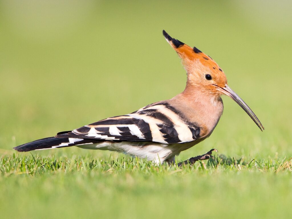 Eurasian Hoopoe