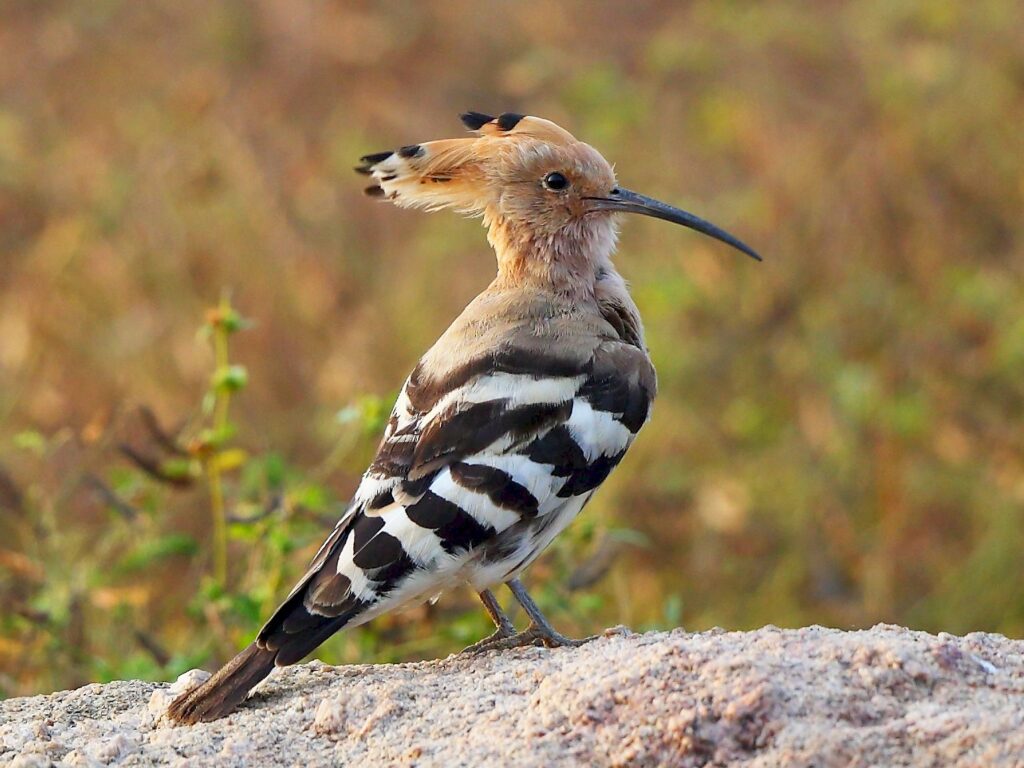 Eurasian Hoopoe