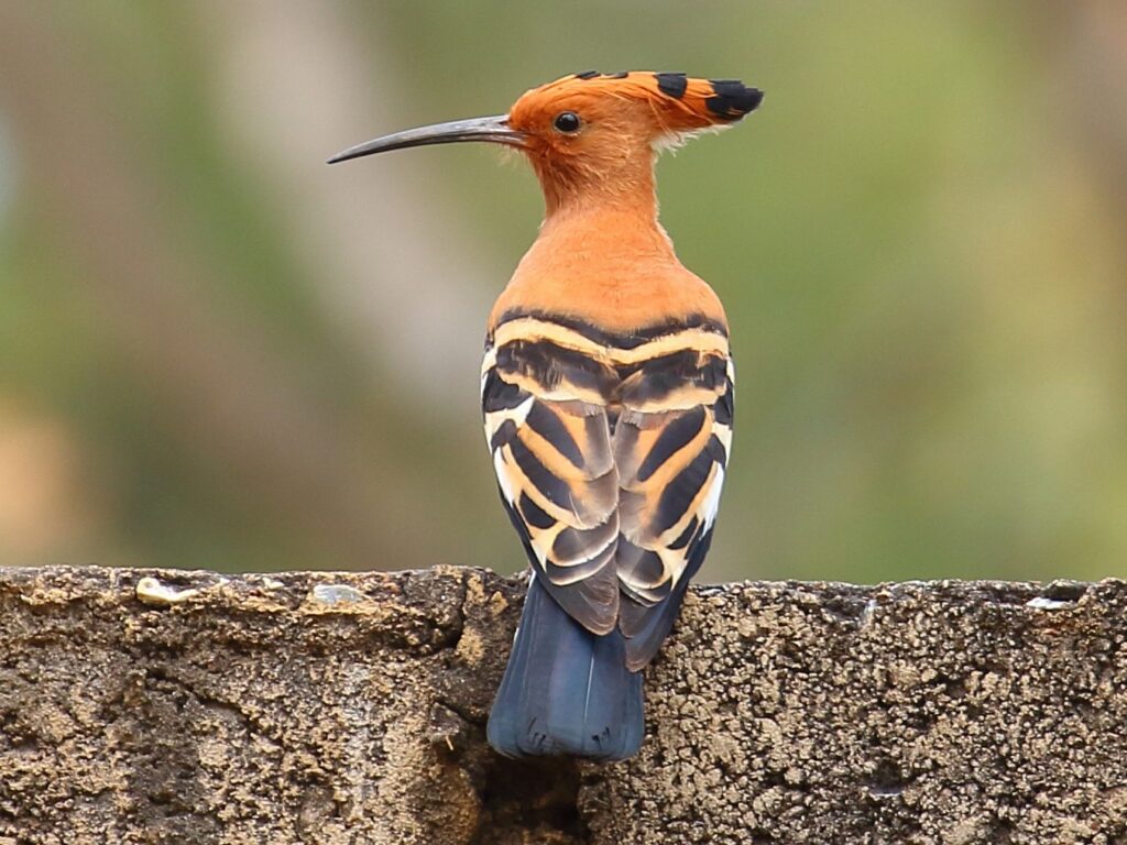 Eurasian Hoopoe