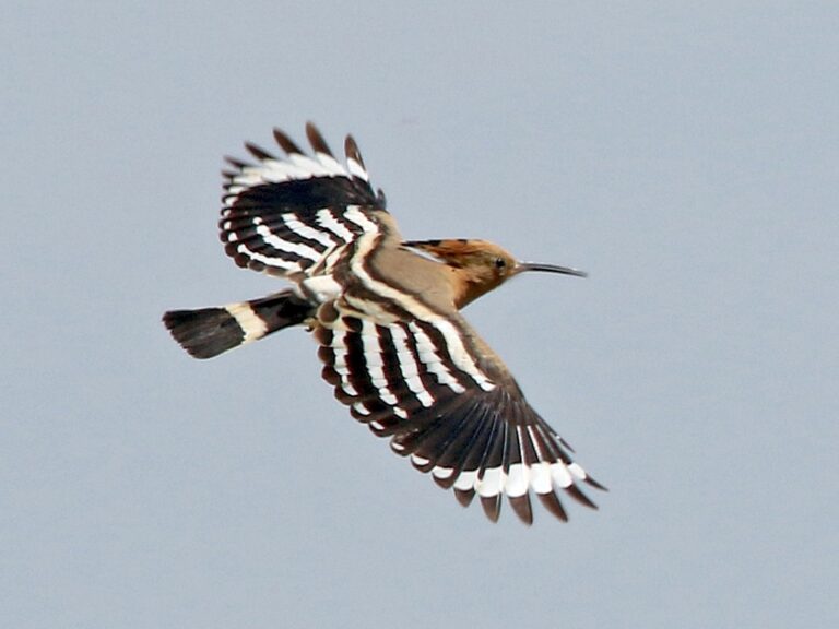 Eurasian Hoopoe