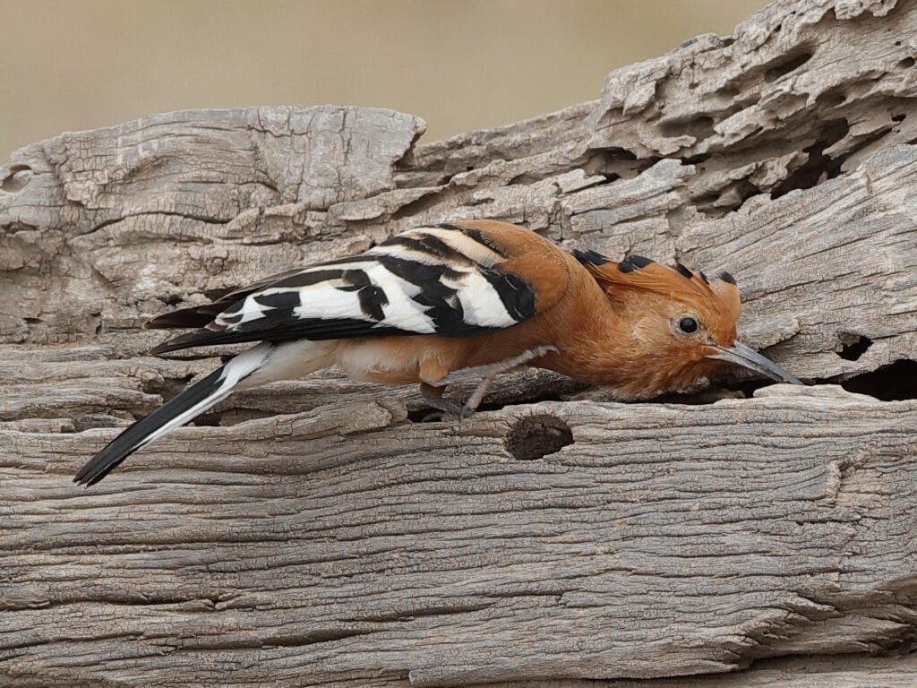 Eurasian Hoopoe