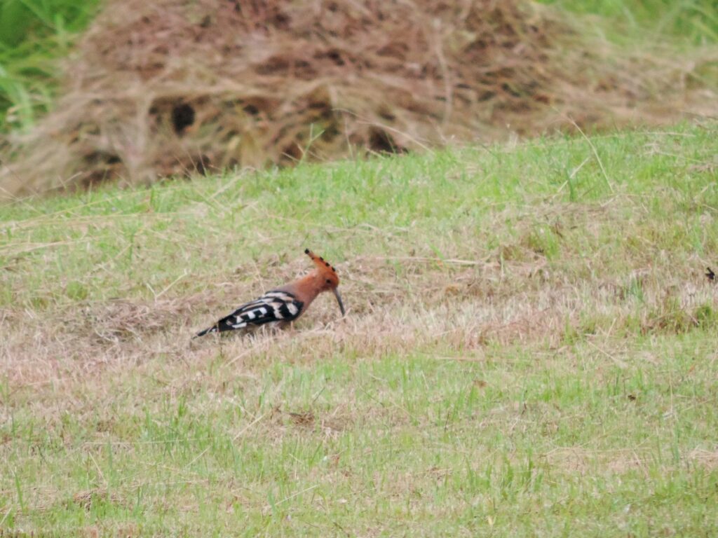 Eurasian Hoopoe
