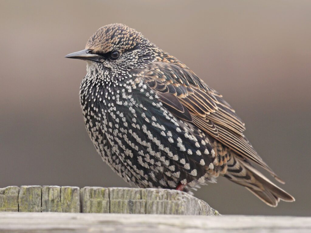 European Starling