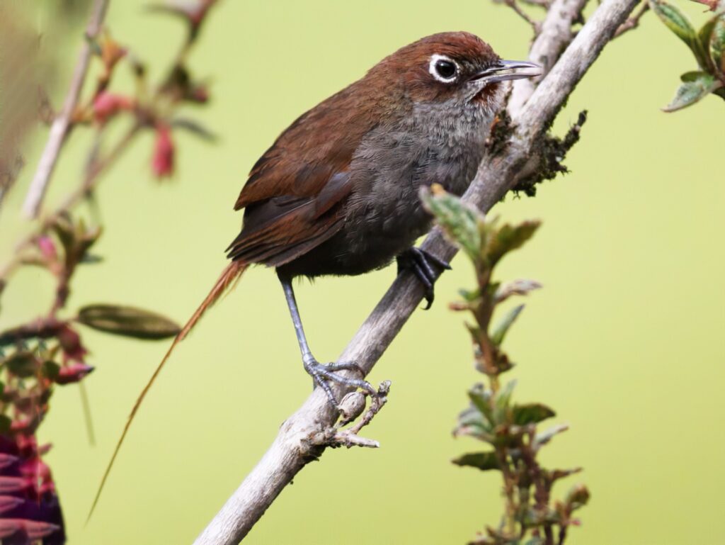 Eye-ringed Thistletail