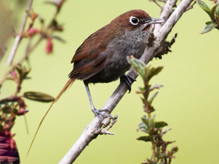 Eye-ringed Thistletail