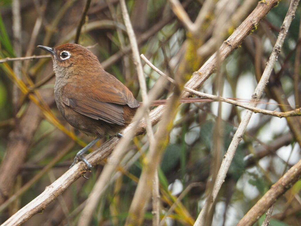 Eye-ringed Thistletail