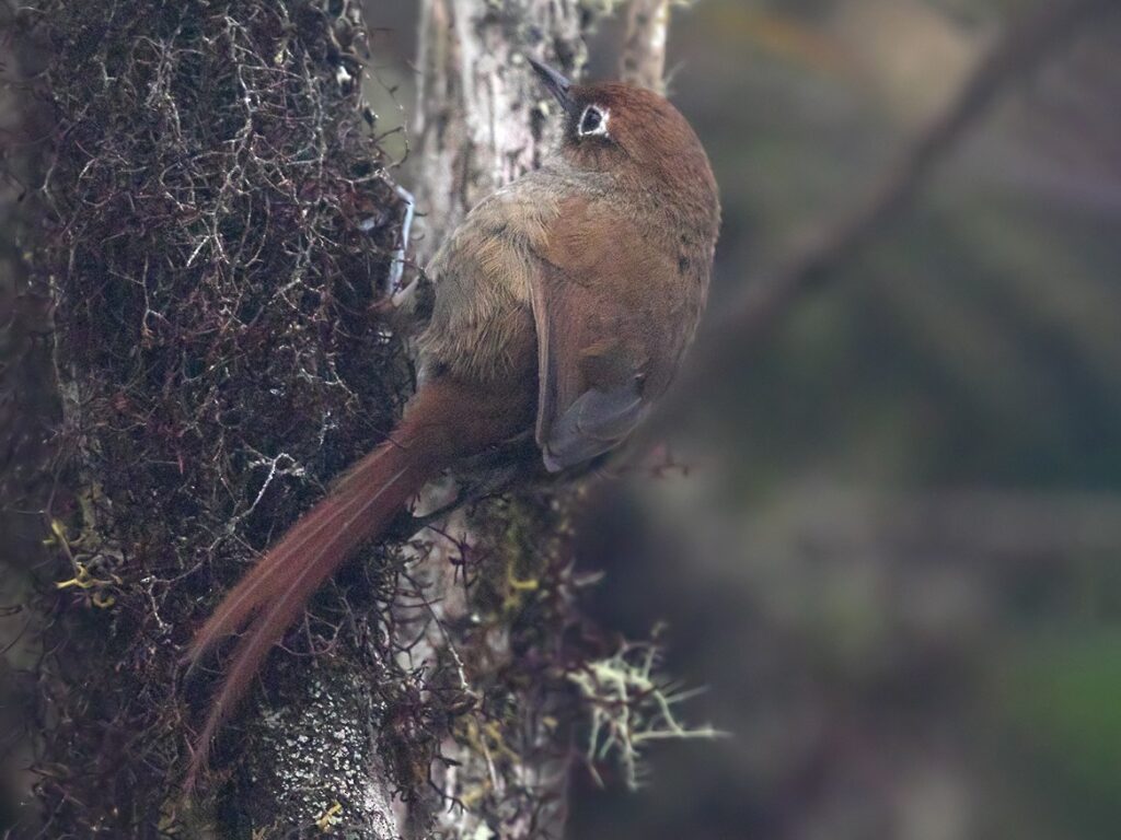 Eye-ringed Thistletail