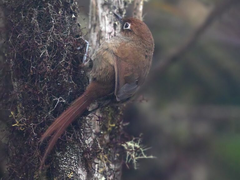 Eye-ringed Thistletail