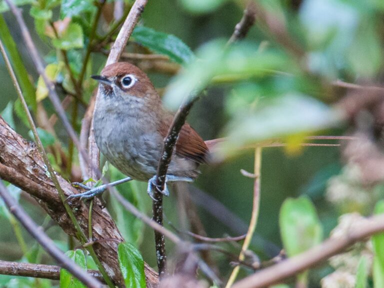 Eye-ringed Thistletail