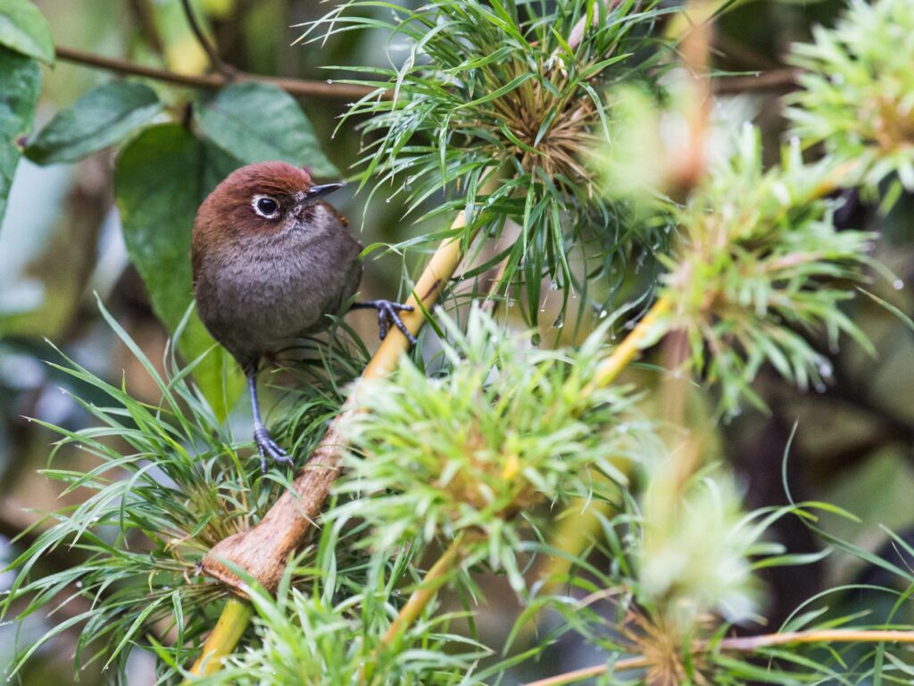 Eye-ringed Thistletail