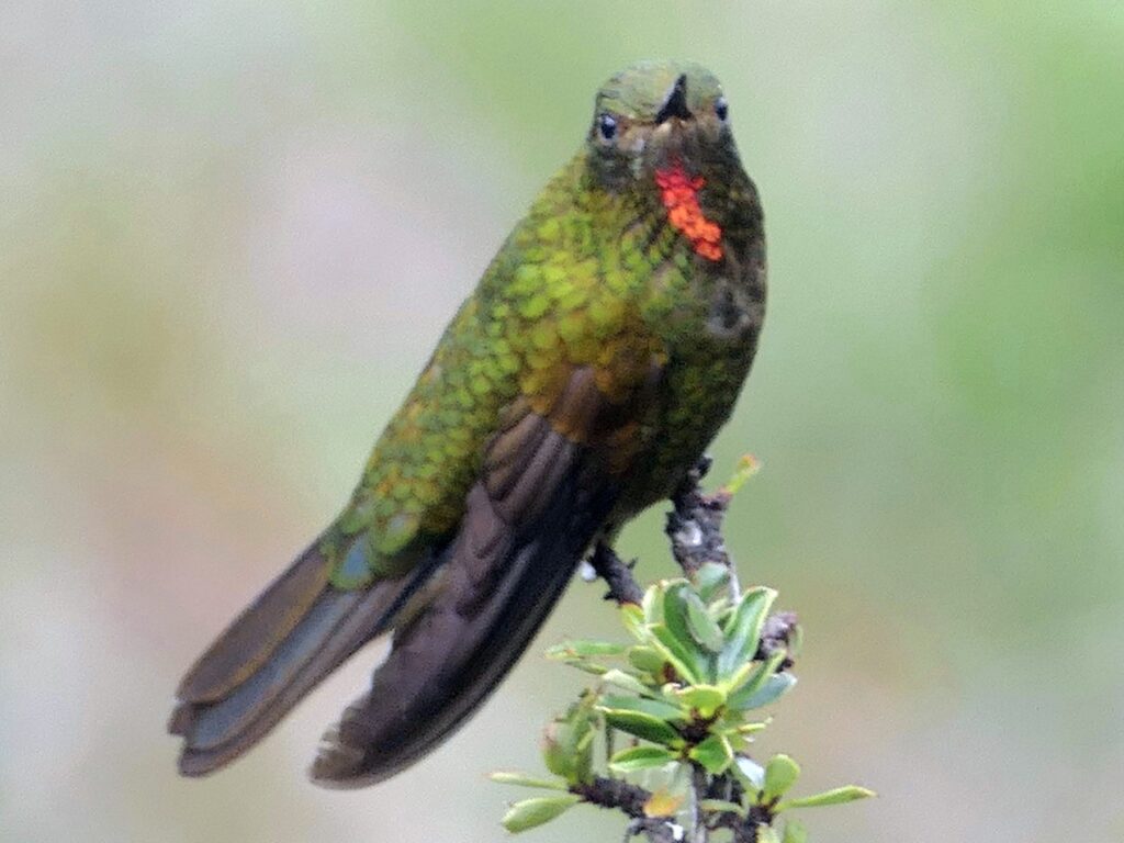 Fire-throated Metaltail