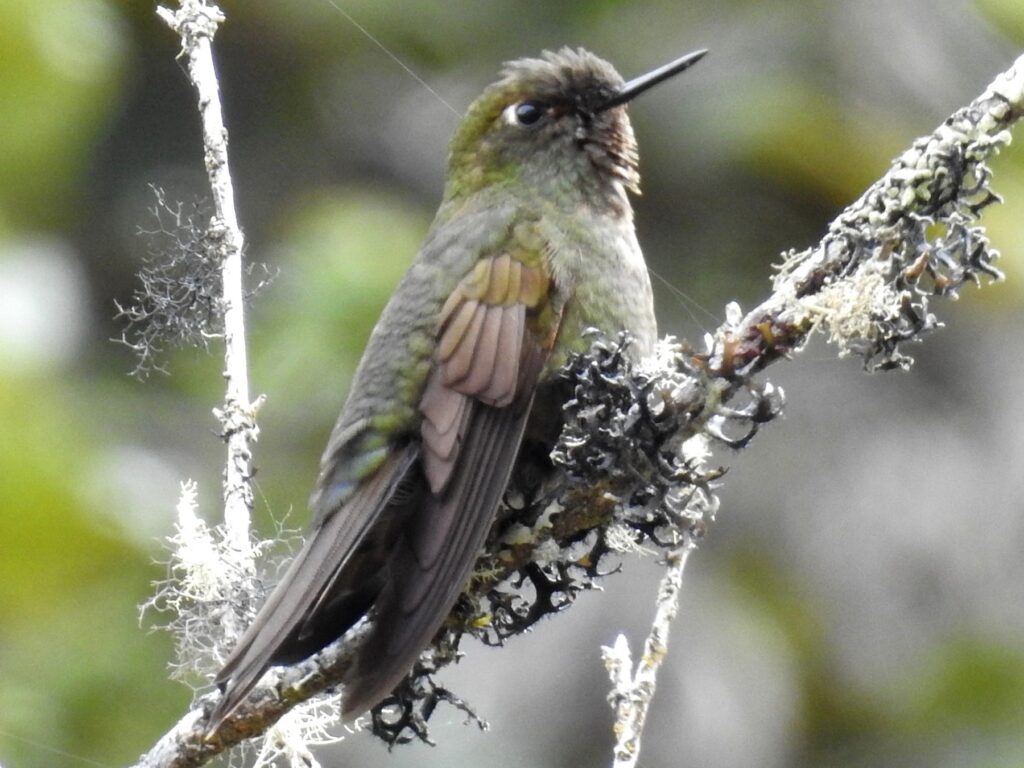 Fire-throated Metaltail