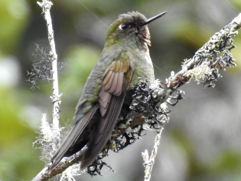 Fire-throated Metaltail
