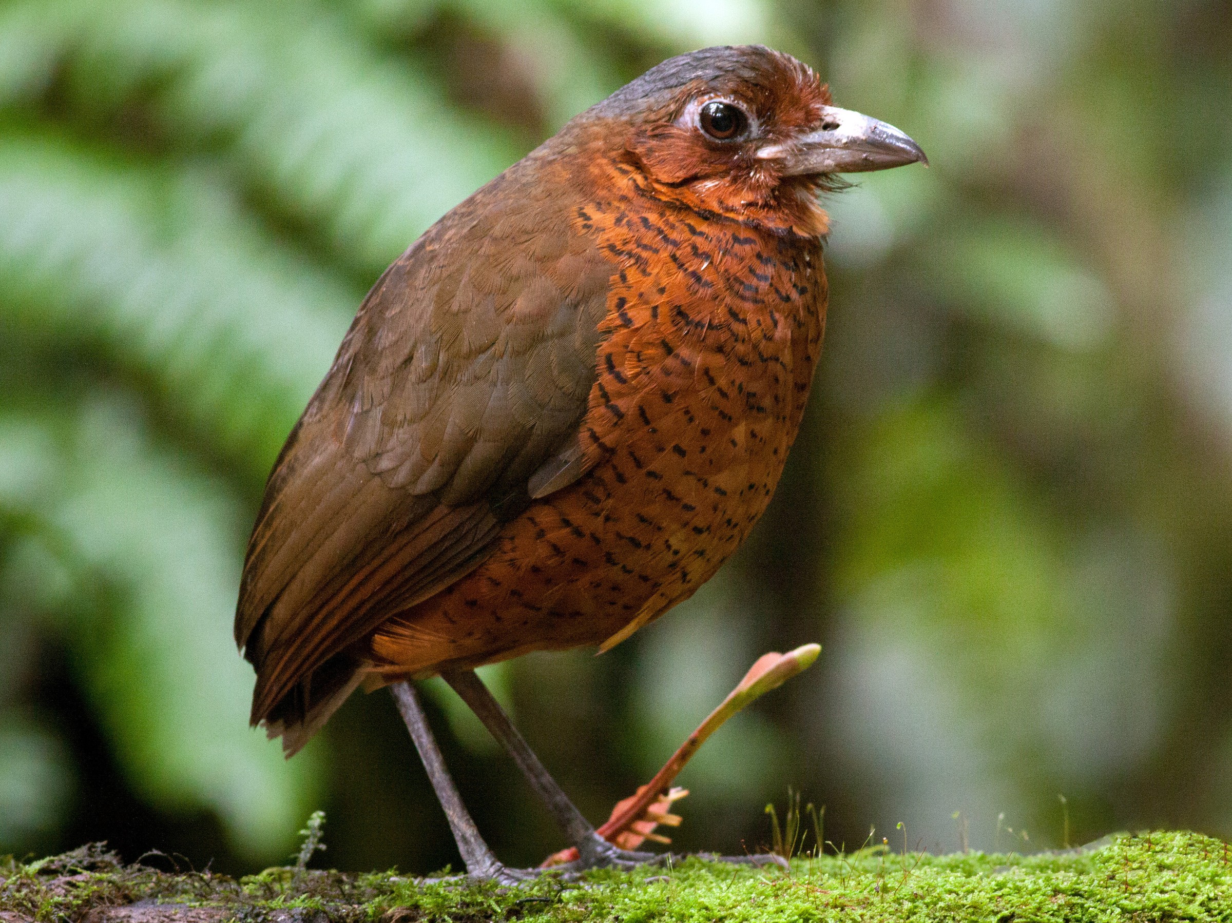 Giant Antpitta