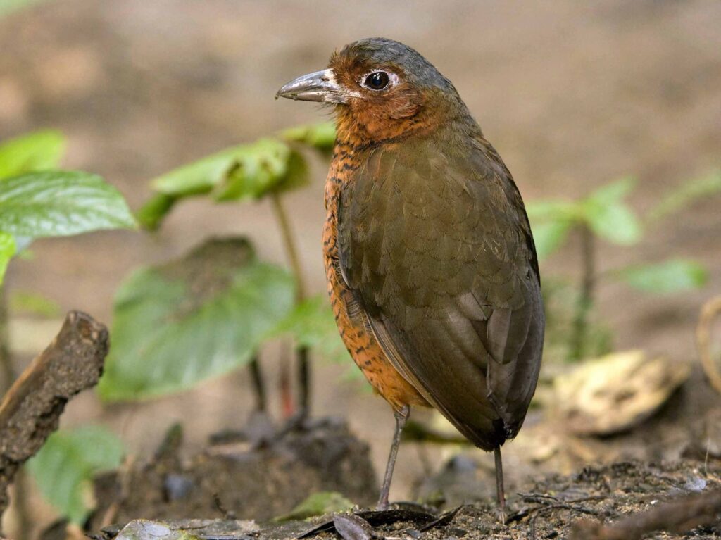 Giant Antpitta