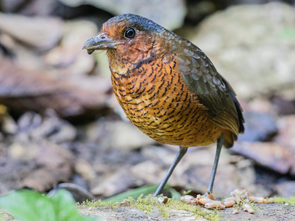Giant Antpitta
