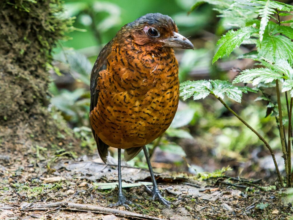 Giant Antpitta