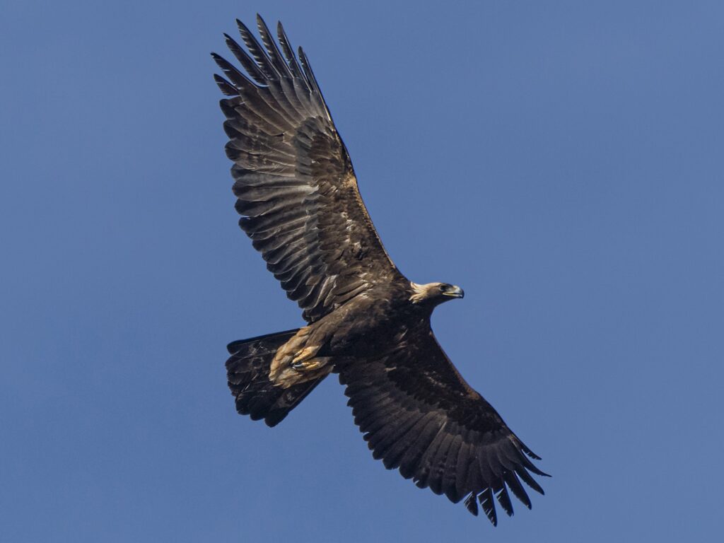 eagle vs hawk