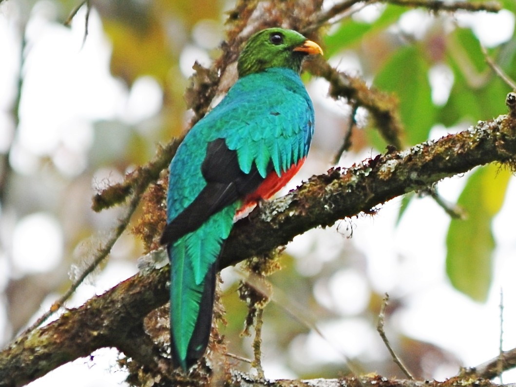 Golden-Headed Quetzal