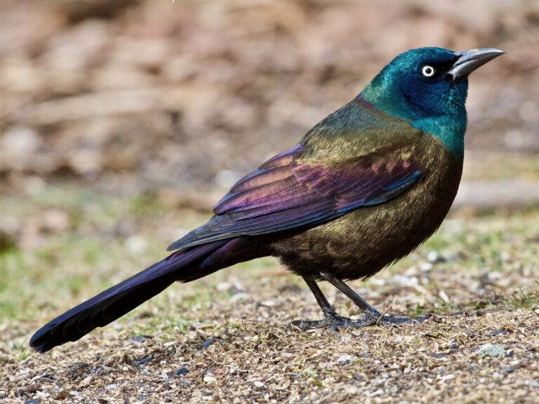 Grackle Bird