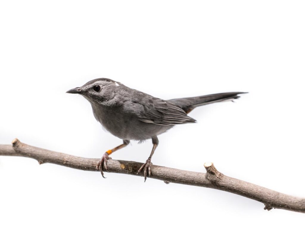 Gray Catbird